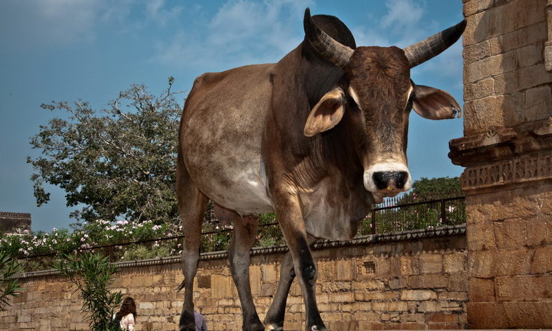 vache sacrée en Inde