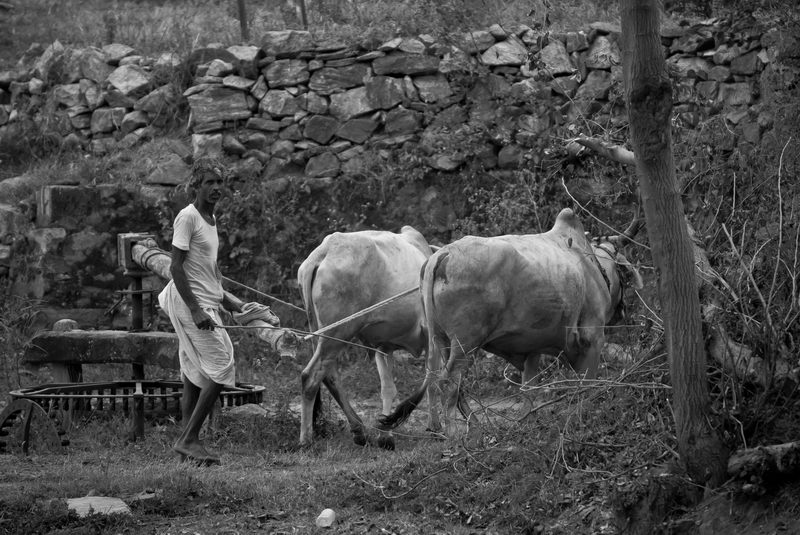 L'Inde, pays profondément rural