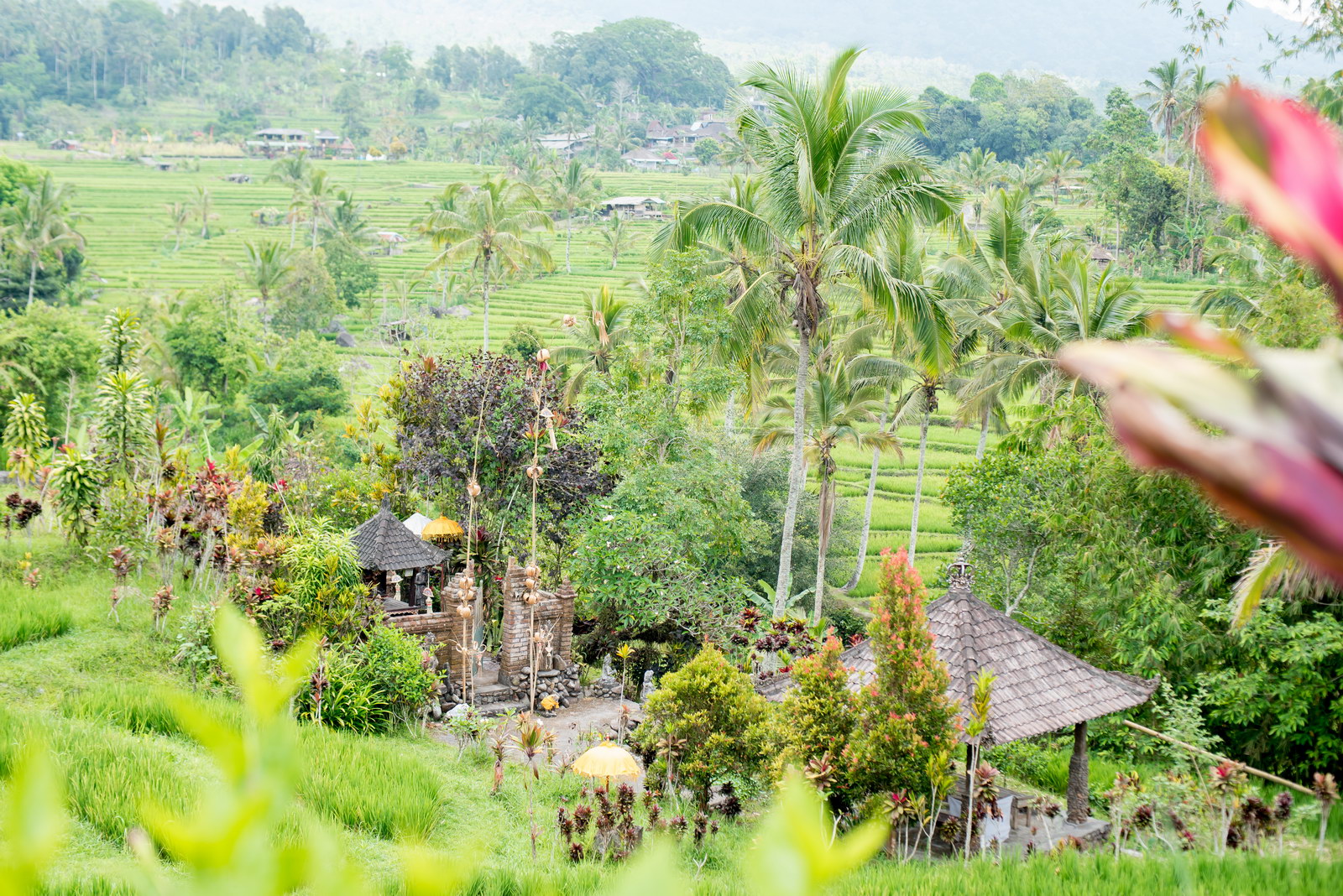 Voyage à Bali - Jatiluwih Rice