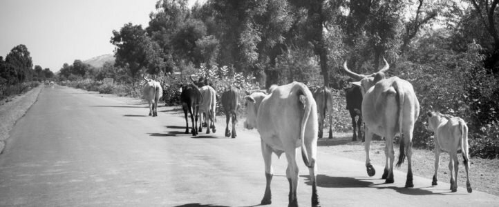 La vache sacrée – #0023